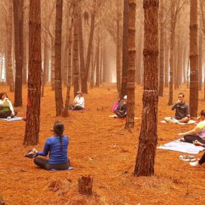 Bosque de Pino y Yoga